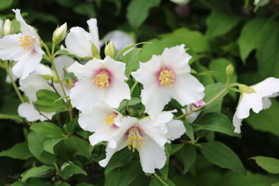 Duftjasmin - Philadelphus coronarius