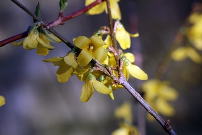 Forsythie Goldglöckchen - Forsythia intermedia