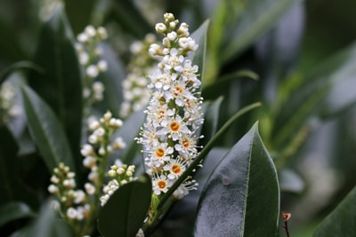 Lorbeerkirsche - Kirschlorbeer - Prunus laurocerasus