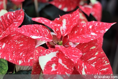 Weihnachtsstern - Euphorbia pulcherrima