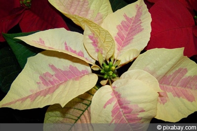 Weihnachtsstern - Euphorbia pulcherrima