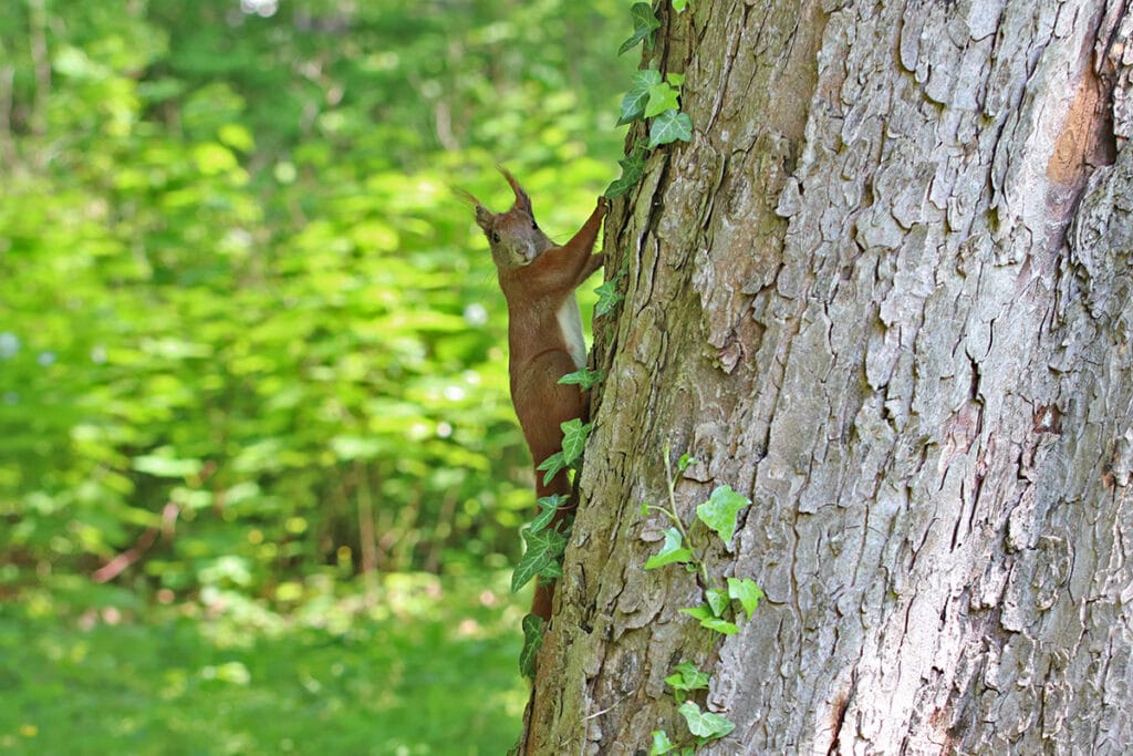 Sciurus