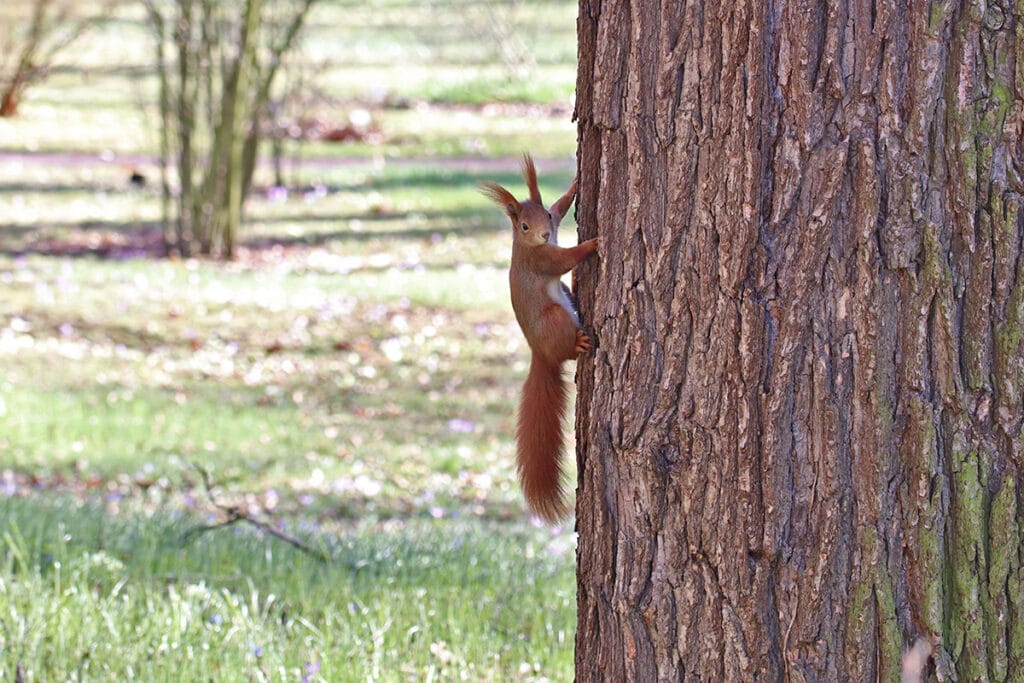 Eichhörnchen