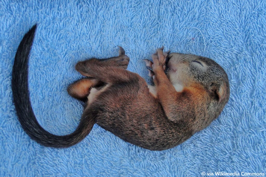 Babyeichhörnchen