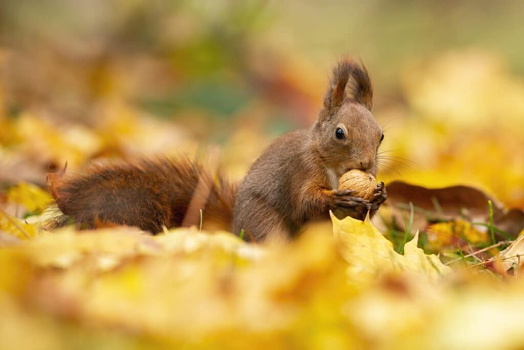 Eichhörnchen