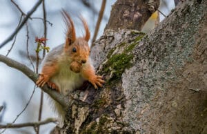 Eichhörnchen