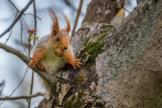 Eichhörnchen