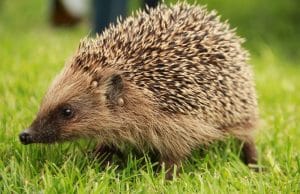 Igel