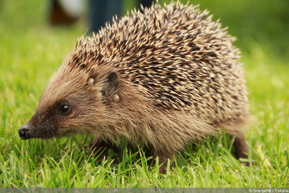 Aussehen igelkot Igel Kot