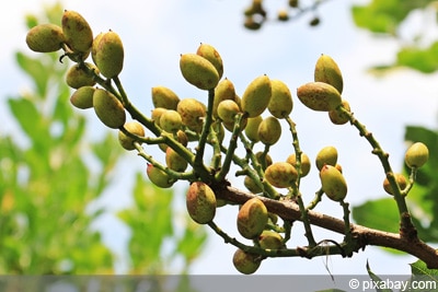 Pistazien - Pistazienbaum - Pistacia vera