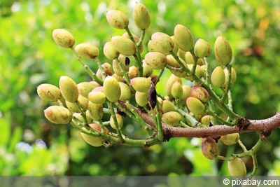 Pistazien - Pistazienbaum - Pistacia vera