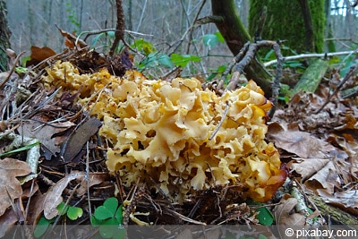 krause Glucke - fette Henne Pilz