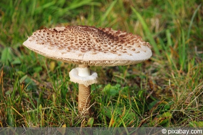 Parasol Pilz