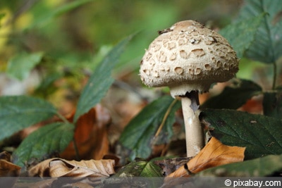 Parasol-Pilz