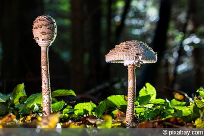 Parasol Pilz