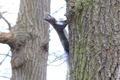 Eichhörnchen im Winter