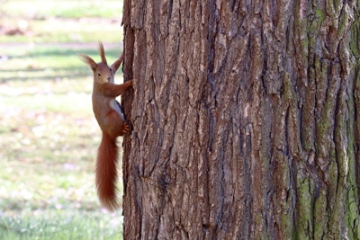 Eichhörnchen im Winter