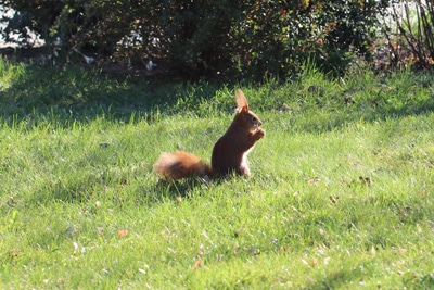 Eichhörnchen im Winter