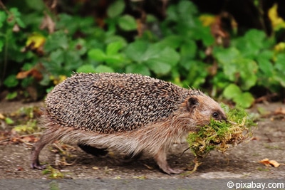 Igel beim Nestbau