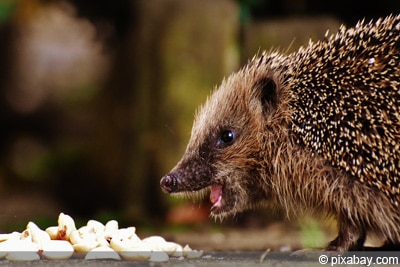 Igel beim essen