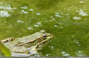 Gartenteich mit Fadenalgen und Frosch