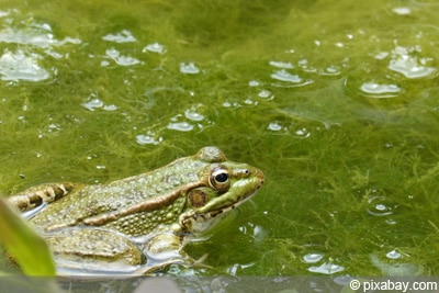 Gartenteich mit Fadenalgen und Frosch