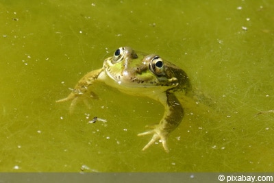 Gartenteich mit Fadenalgen und Frosch