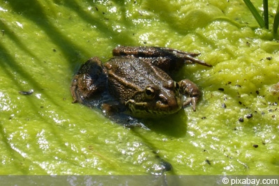 Gartenteich mit Fadenalgen und Frosch