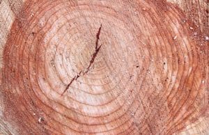 Baum absterben lassen