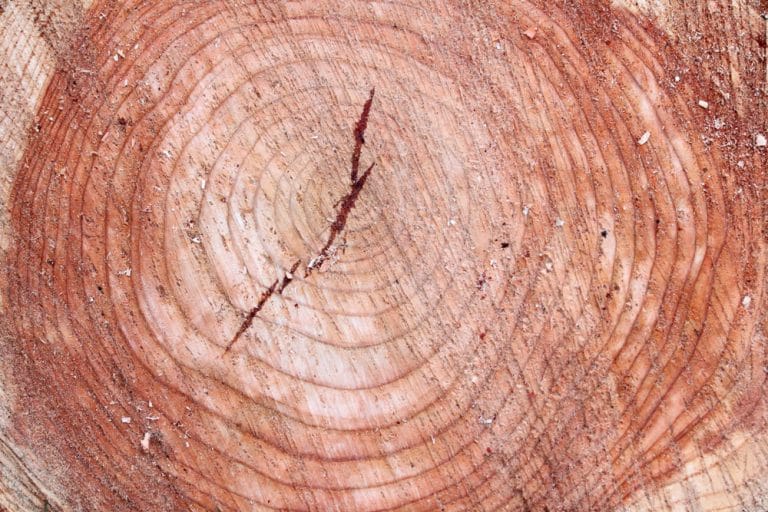 Baum absterben lassen - so lassen Sie ihn gezielt eingehen