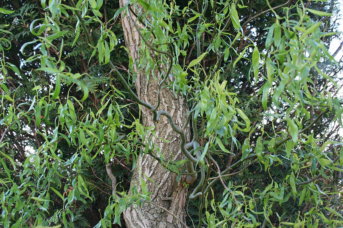 Baum absterben lassen so lassen Sie ihn gezielt eingehen
