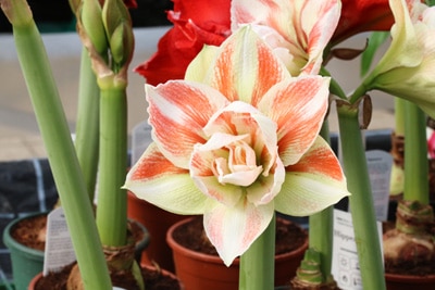 Amaryllis - Ritterstern - Hippeastrum