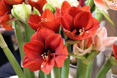 Amaryllis - Ritterstern - Hippeastrum