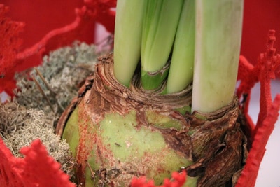 Amaryllis - Ritterstern - Hippeastrum