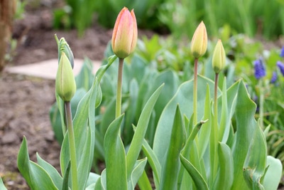 Tulpen - Tulipa Tulpen - Tulipa