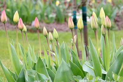 Tulpen - Tulipa