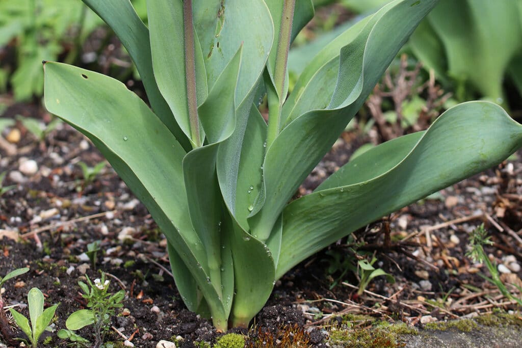 Tulpen