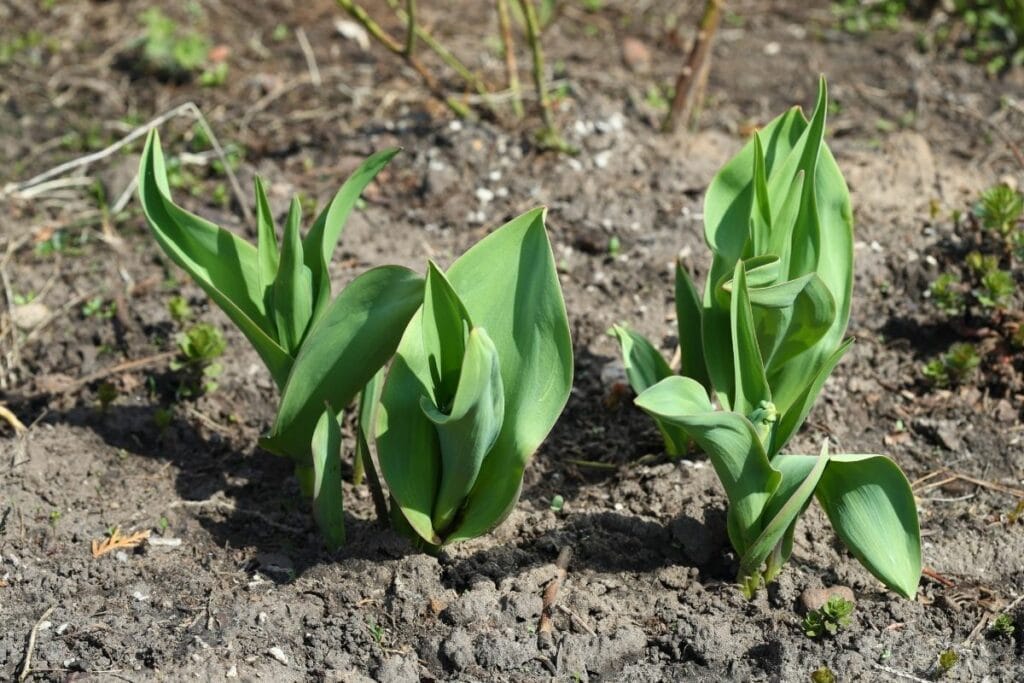 Tulpen ohne Blüten