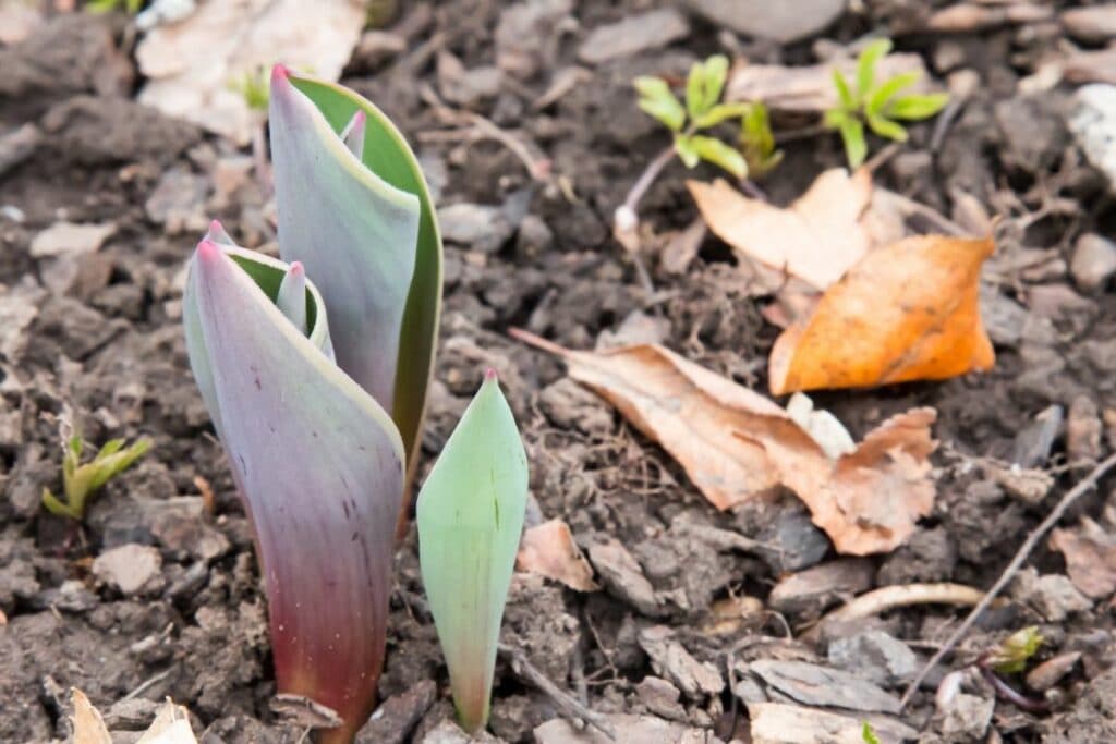 Tulipa