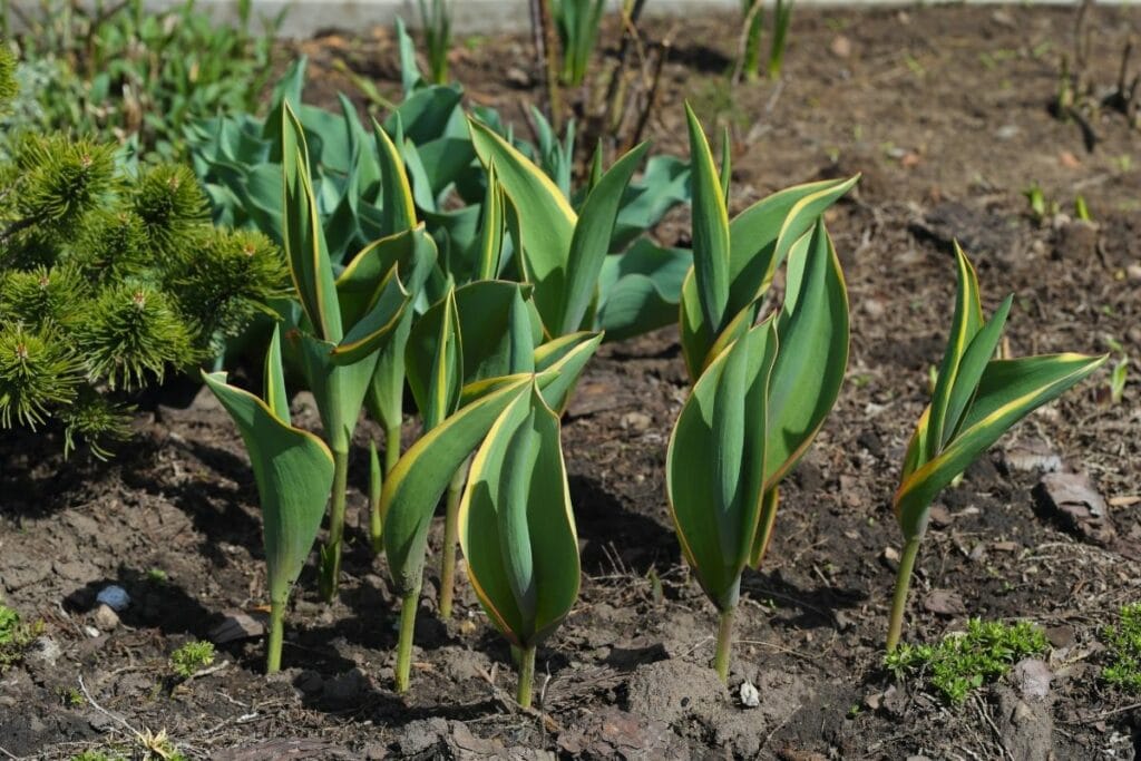 Tulipa