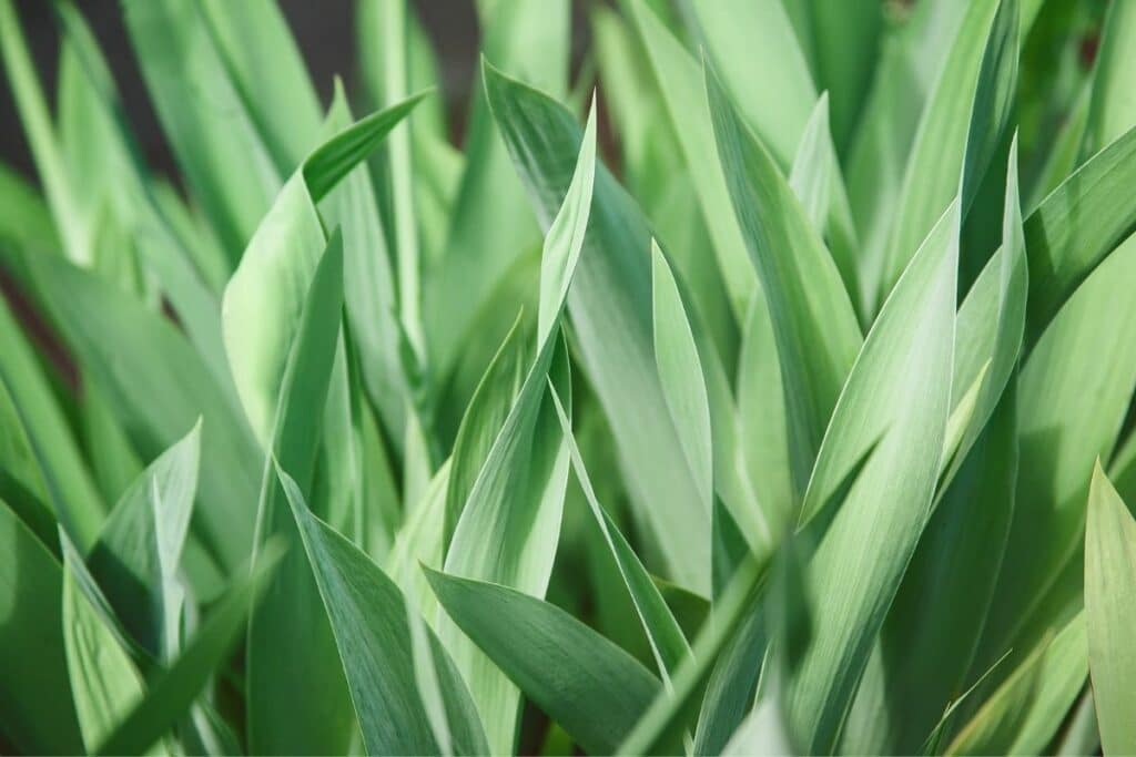 Tulpen blühen nicht