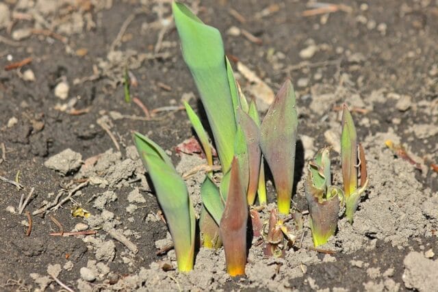 Tulpen blühen nicht