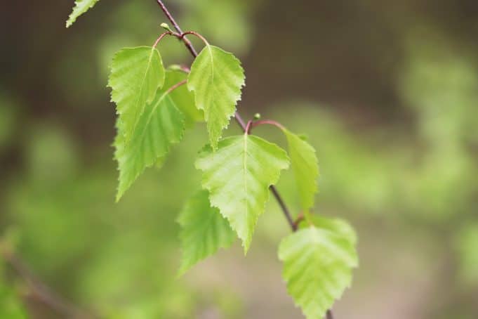 Baum als Schattenspender - 20 schnellwachsende Gehölze - Gartendialog.de