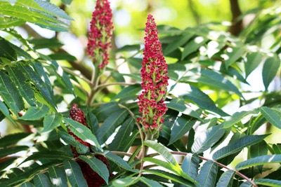 Essigbaum - Rhus typhina