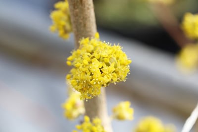 Kornelkirsche - Cornus mas