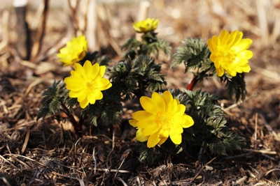 Amur-Adonisröschen - Adonis amurensis