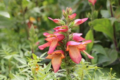 Digitalis purpurea, Roter Fingerhut