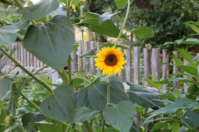 Sonnenblume - Helianthuns annuus