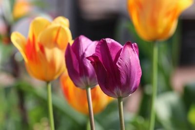 Tulpen - Blumenkasten bepflanzen