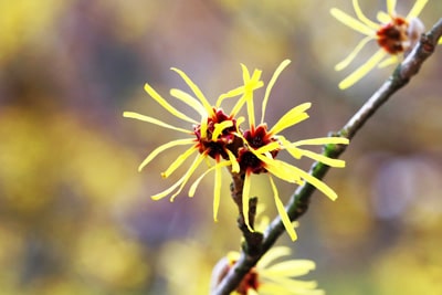 Zaubernuss - Hamamelis intermedia